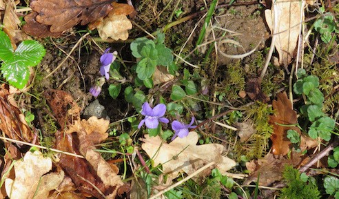full colour photo of a few tiny violets nestling among spring (green) leaves, and also brown autumn leaves.